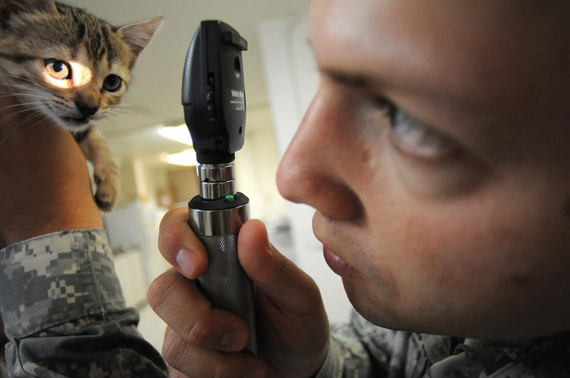 Chaton tenu avec douceur pendant un examen vétérinaire