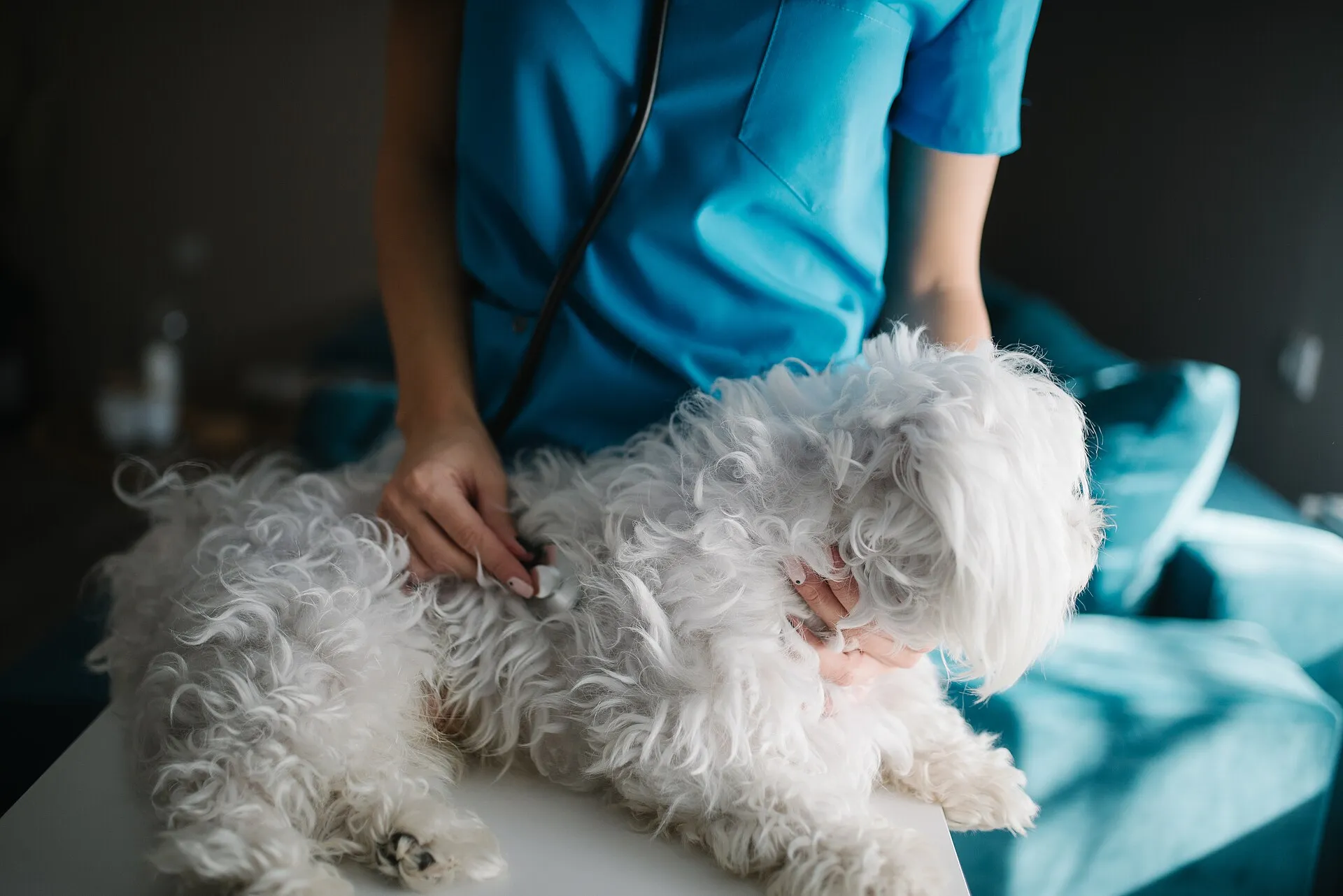 Vétérinaire auscultant un petit chien avec un stéthoscope