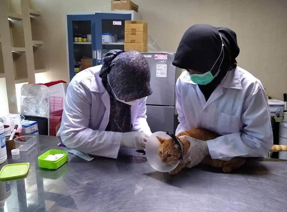 Deux vétérinaires examinant calmement un chat